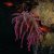 Animales Marinos &raquo; Cnidarios y afines